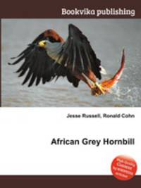 African Grey Hornbill