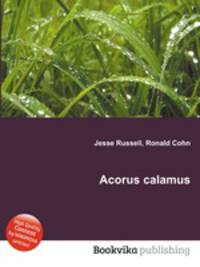 Acorus calamus