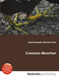 Common Moorhen