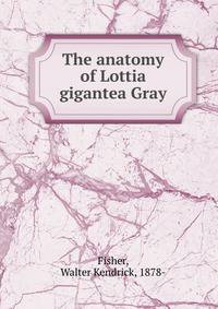 The anatomy of Lottia gigantea Gray