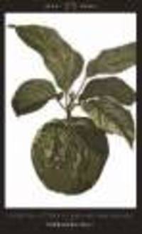 Forbidden Fruit. From the letters of Abelard and Heloise