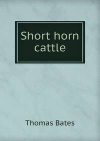 Short horn cattle