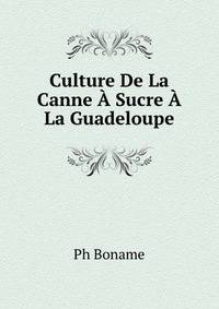 Culture De La Canne A Sucre A La Guadeloupe