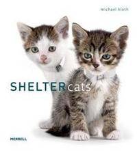 Shelter Cats