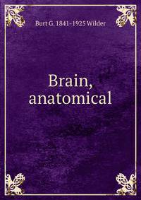 Brain, anatomical