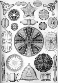 Art Forms From The Ocean