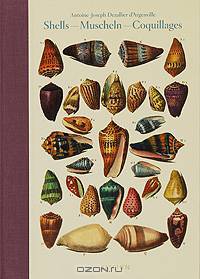 Shell - Muscheln - Coquillages