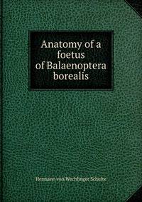 Anatomy of a foetus of Balaenoptera borealis