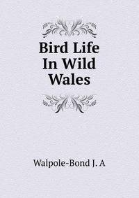 Bird Life In Wild Wales