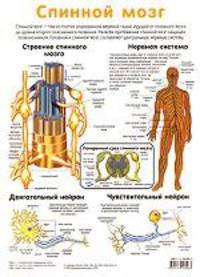 Спинной мозг. Пищеварительная система