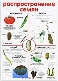 Плакат. Опыление. Распространение семян