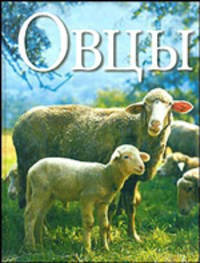 Овцы