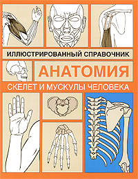 Скелет и мускулы человека