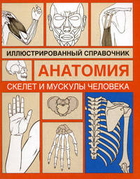 Анатомия. Иллюстрированный справочник. Скелет и мускулы человека