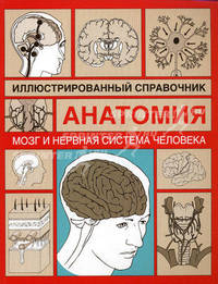 Анатомия. Иллюстрированный справочник. Мозг и нервная система человека