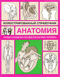 Сердце и сердечно-сосудистая система