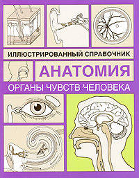 Органы чувств человека