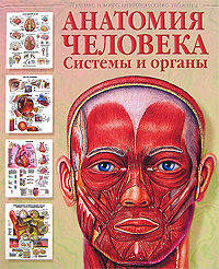 Анатомия человека: системы и органы