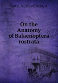 On the Anatomy of Balaenoptera rostrata