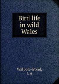 Bird life in wild Wales