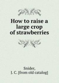 How to raise a large crop of strawberries