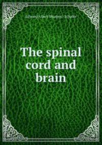The spinal cord and brain