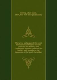 The larvae and pupae of the social beetles Coccidotrophus socialis (Schwarz and Barber) : and Eunausibius wheeleri (Schwarz and Barber) with remarks on the taxonomy of the family Cucujidae