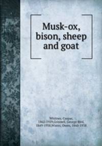 Musk-ox, bison, sheep and goat