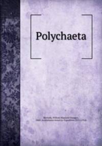 Polychaeta