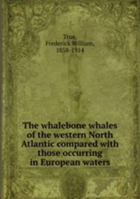 The whalebone whales of the western North Atlantic compared with those occurring in European waters