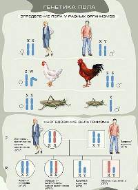 Наглядные пособия. Биология: Генетика пола
