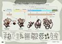 Наглядные пособия. Биология: Строение генов прокариот