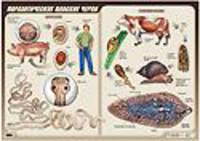 Паразитические плоские черви. Плакат