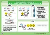 НП Биология Нуклеиновые кислоты. АТФ-аденозинтрифосфорная кислота. (1)