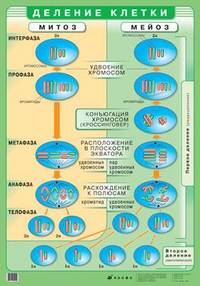 Наглядное пособие. Деление клетки
