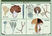 Грибы. Плакат