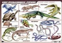 Класс пресмыкающихся. Рептилии. Плакат