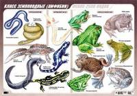 Класс земноводных. Амфибии. Плакат