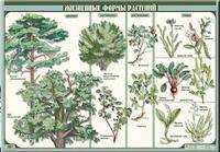 Жизненные формы растений. Плакат