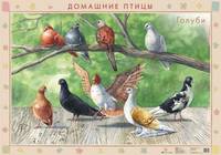 Домашние птицы. Голуби. Перепела. Плакат
