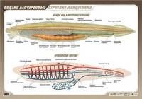 Наглядные пособия. Биология: Подтип Бесчерепные. Строение ланцетника