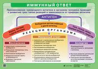 Наглядное пособие. Иммунный ответ