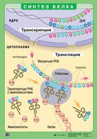 Наглядные пособия. Биология: Синтез белка / Типы питания (картон)