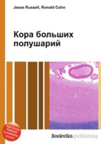 Кора больших полушарий