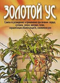Золотой ус