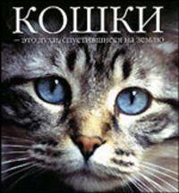 Кошки - это духи, спустившиеся на землю.