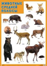 Наглядное пособие "Животные средней полосы"