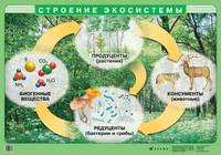 Наглядное пособие. Строение экосистемы (матовая пленка)