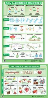 Наглядное пособие. Строение и функции белков / Типы размножения организмов
