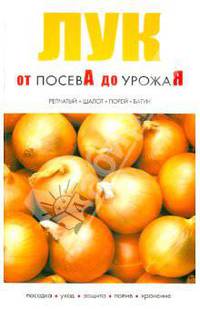 Лук от посева до урожая